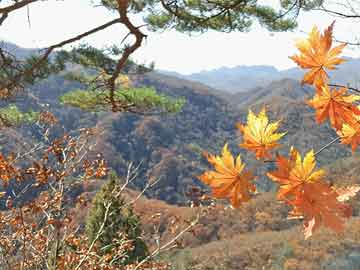 临平宠物寄养电话多少钱-临平附近免费领养宠物狗